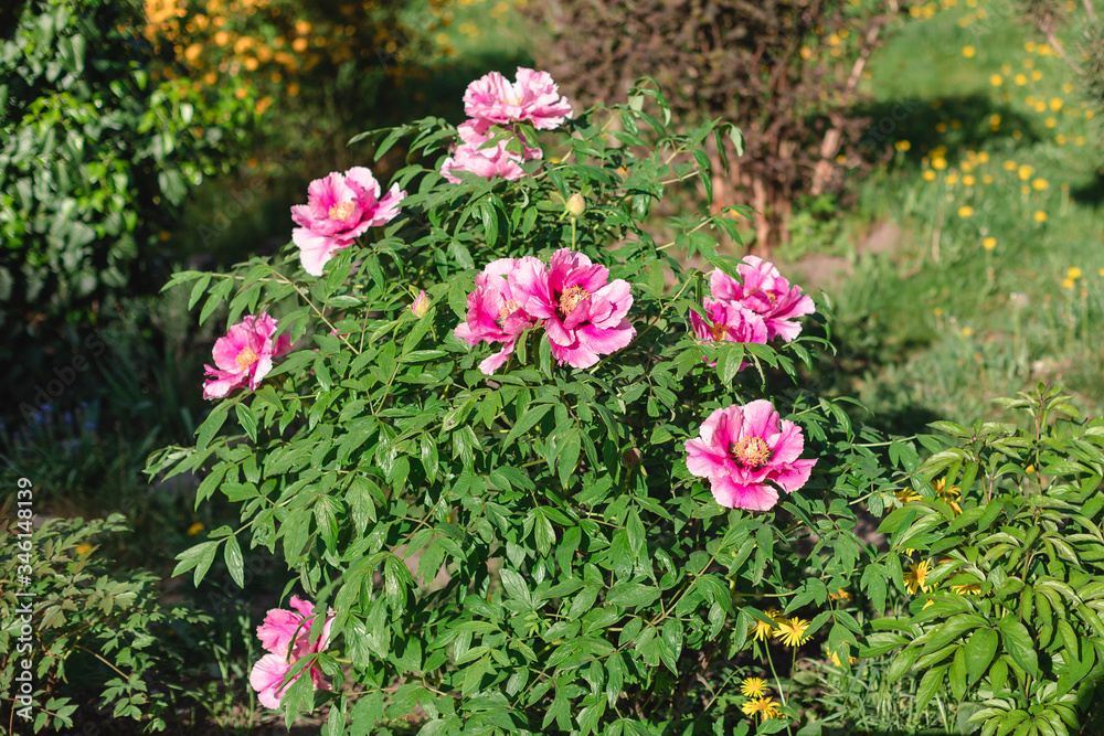 Fototapeta premium Big pink Japanese tree peony and green leaves. flower in garden. Spring. Gardening. Tree peony. Pink peony flower.