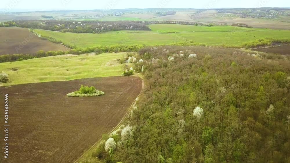 Aerial view of spring forest with blooming white trees in dense woods.