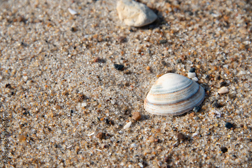 eine Trogmuschel Hälfte im feinen Sand mit Kieseln und feinen Sandkörnern