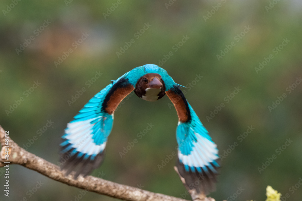 Fototapeta premium blue bird on a branch,Kingfisher
