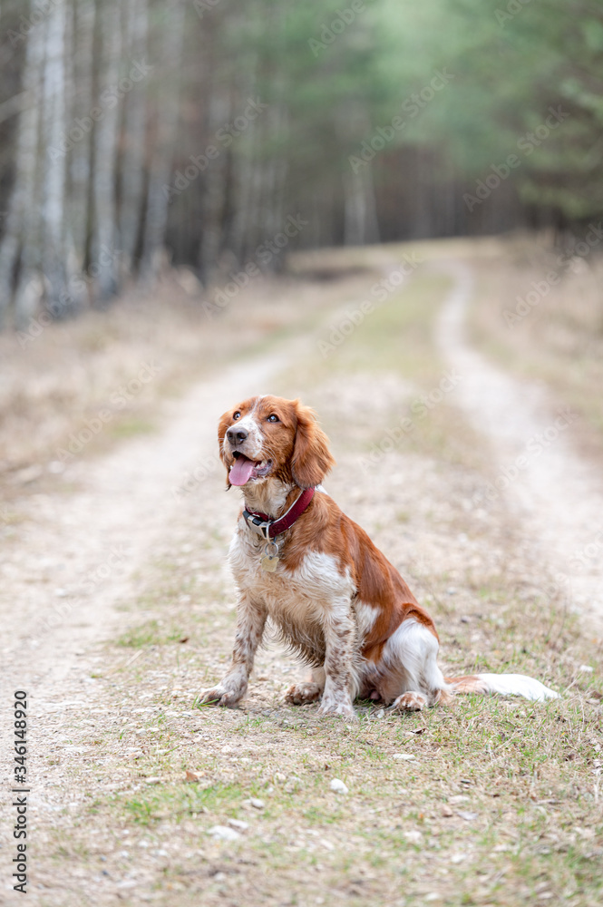 Adorable cute welsh springer spaniel, active happy healthy dog playing outside.