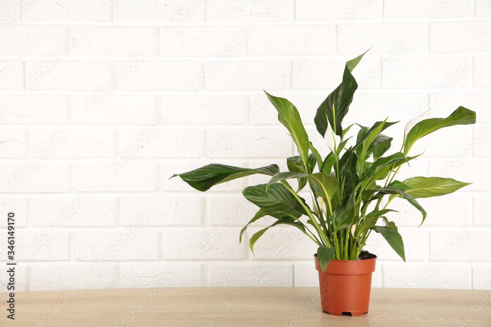 Spathiphyllum plant with flowers in flower pot on white background. Houseplant Spathiphyllum plant with flowers in flower pot on white background. Houseplant