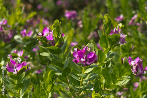 Purple flowers among green leaves background