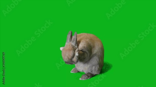 ウサギ・合成用グリーンバック