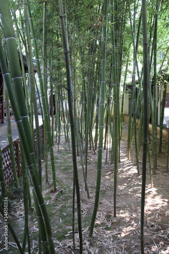 For  t de bambous  jardin du Bosquet du Lion    Suzhou  Chine