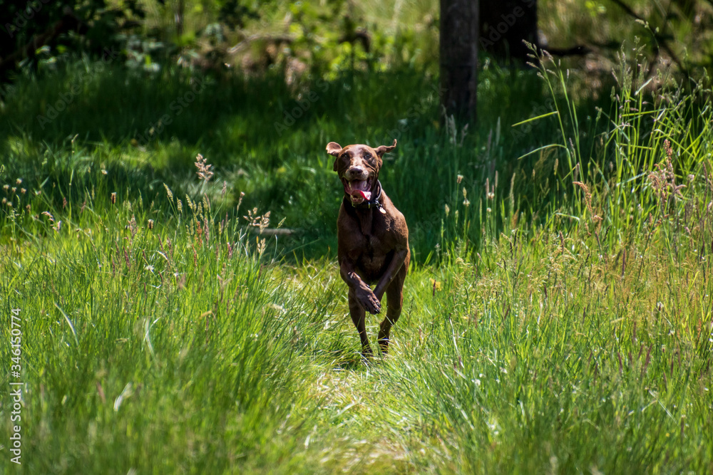 Brown German Shorthaired Pointer Brown German Shorthaired Pointer