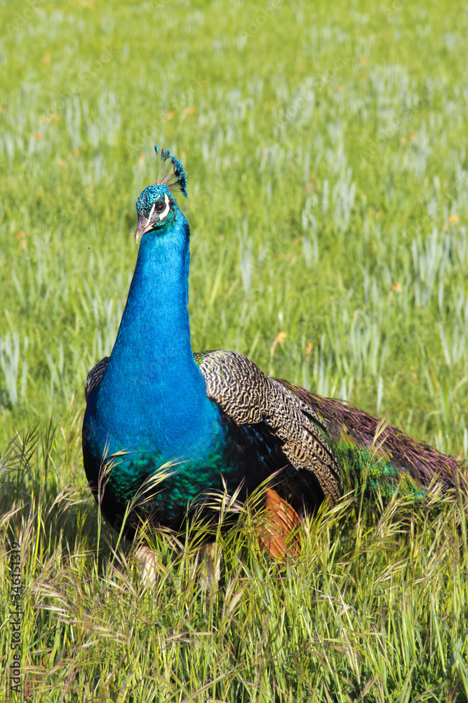 Obraz premium Male peacock in garden facing left side. Green grass background. Concept of wildlife.