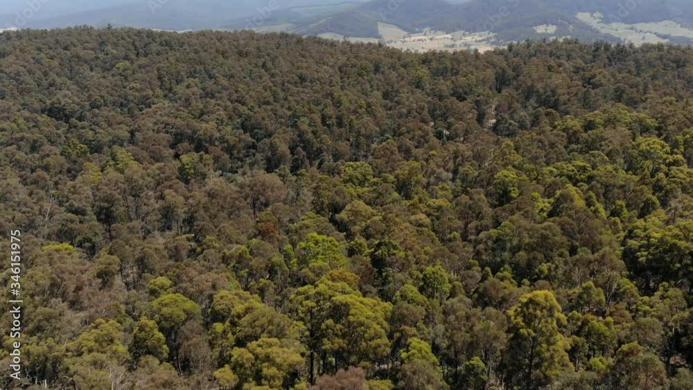 Aerial view of Australian Forest, home of Koalas and Kangaroos Aerial view of Australian Forest, home of Koalas and Kangaroos