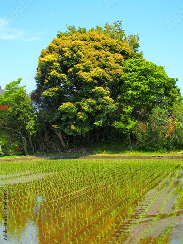 青空と植田と大木のある風景