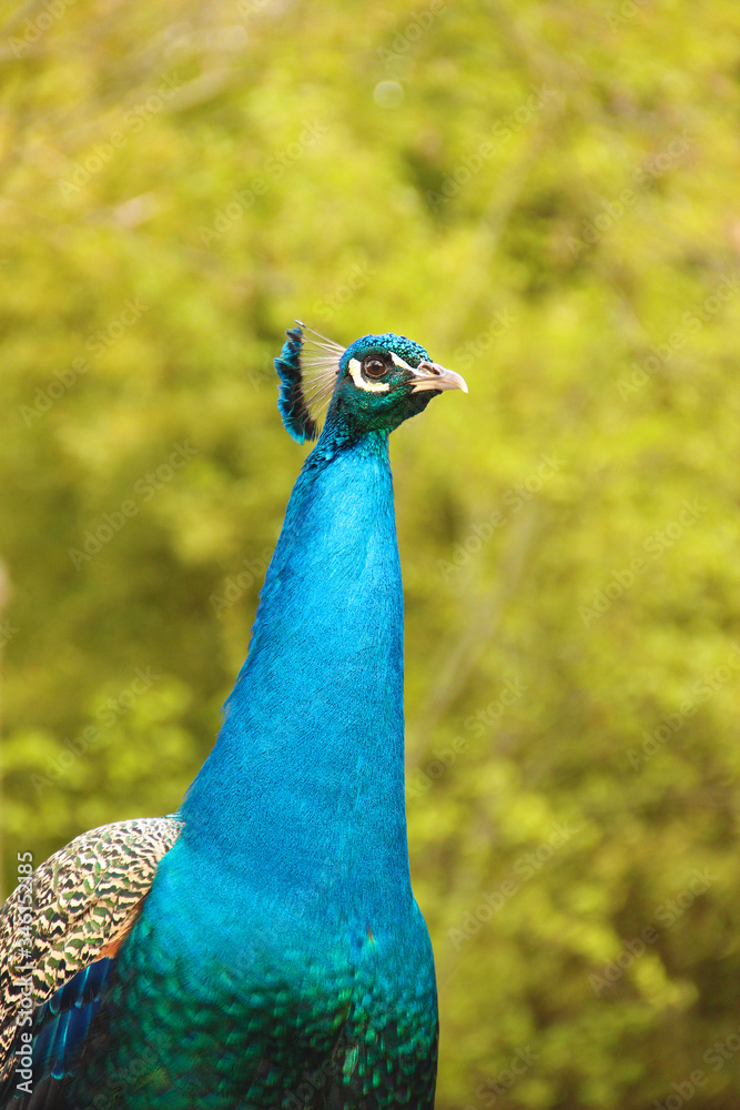 Obraz premium Turquoise and green peacock. Concept of wildlife. Majesty