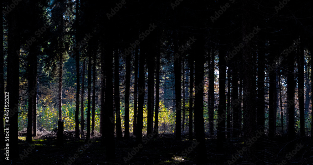 Fototapeta premium Dark forest