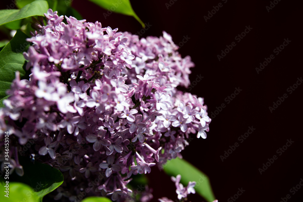 lilac flowers with green leaves in spring lilac flowers with green leaves in spring