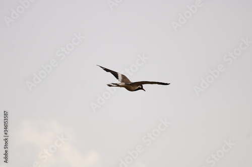 LapWing take flight