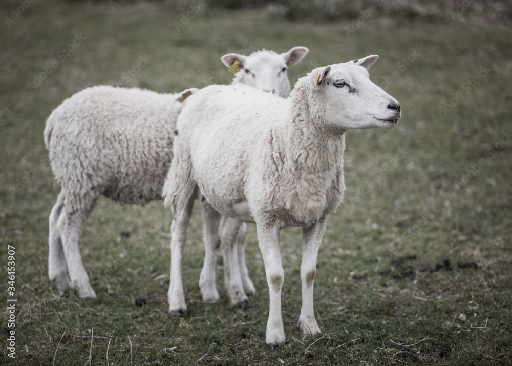 Sheeps Sheeps
