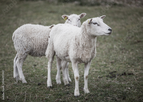 Fototapeta Naklejka Na Ścianę i Meble -  Sheeps