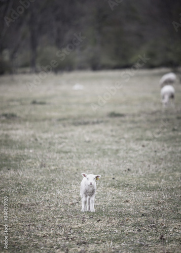 Lamb photo
