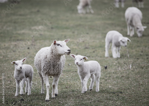 Lambs photo