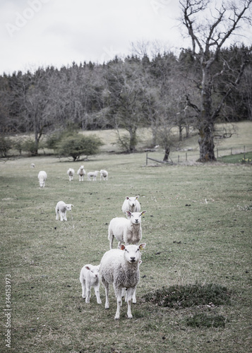 Sheeps and lambs photo