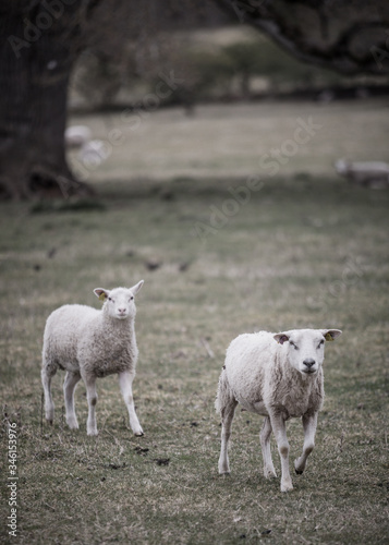 Sheep photo