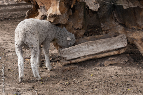 Closeup of a sweet lamb feeding at a trough
