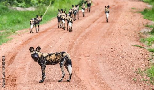 Pack of wild dogs, Zambia