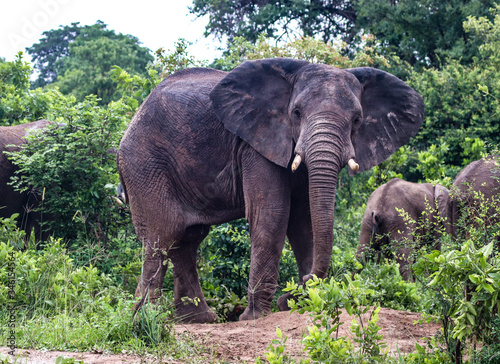 Zambian elephant