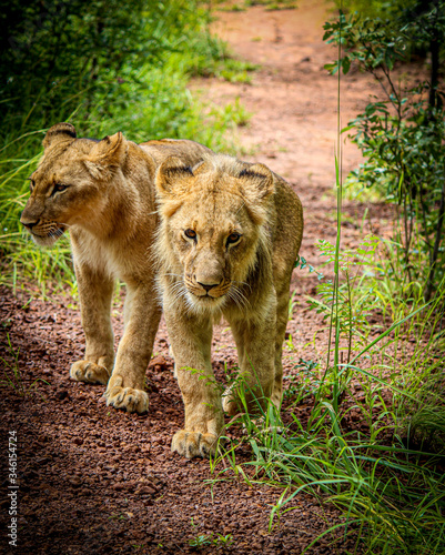 Lions in Zambia