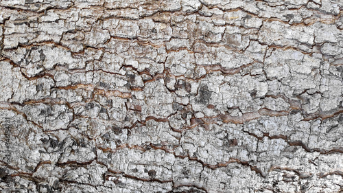 tree bark texture and pattern