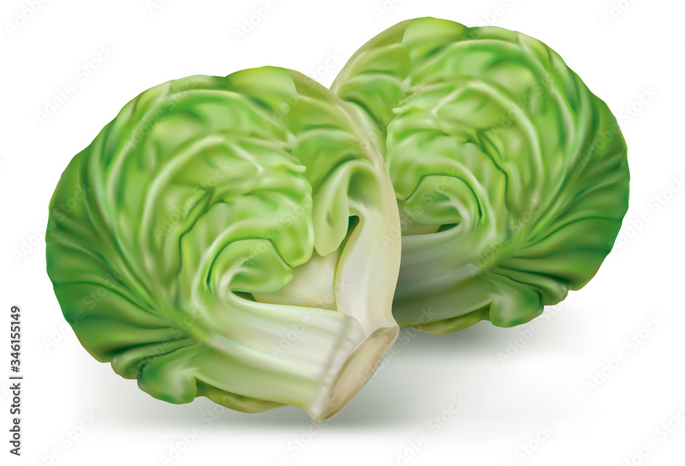 Obraz premium Brussels cabbage on a white. vector