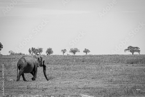 Elephant in Botswana