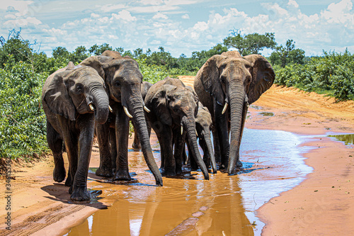 Elephants drinking