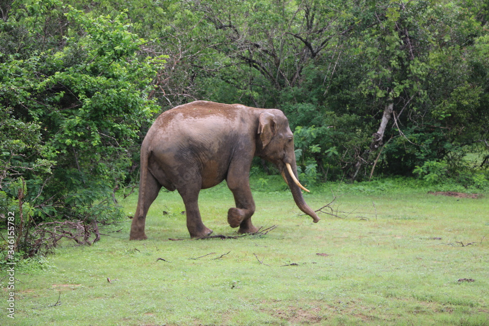 Naklejka premium Asian Wild Elephant