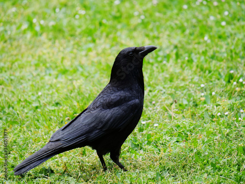 close-up of crow sitting in the grass looking  © Juergen