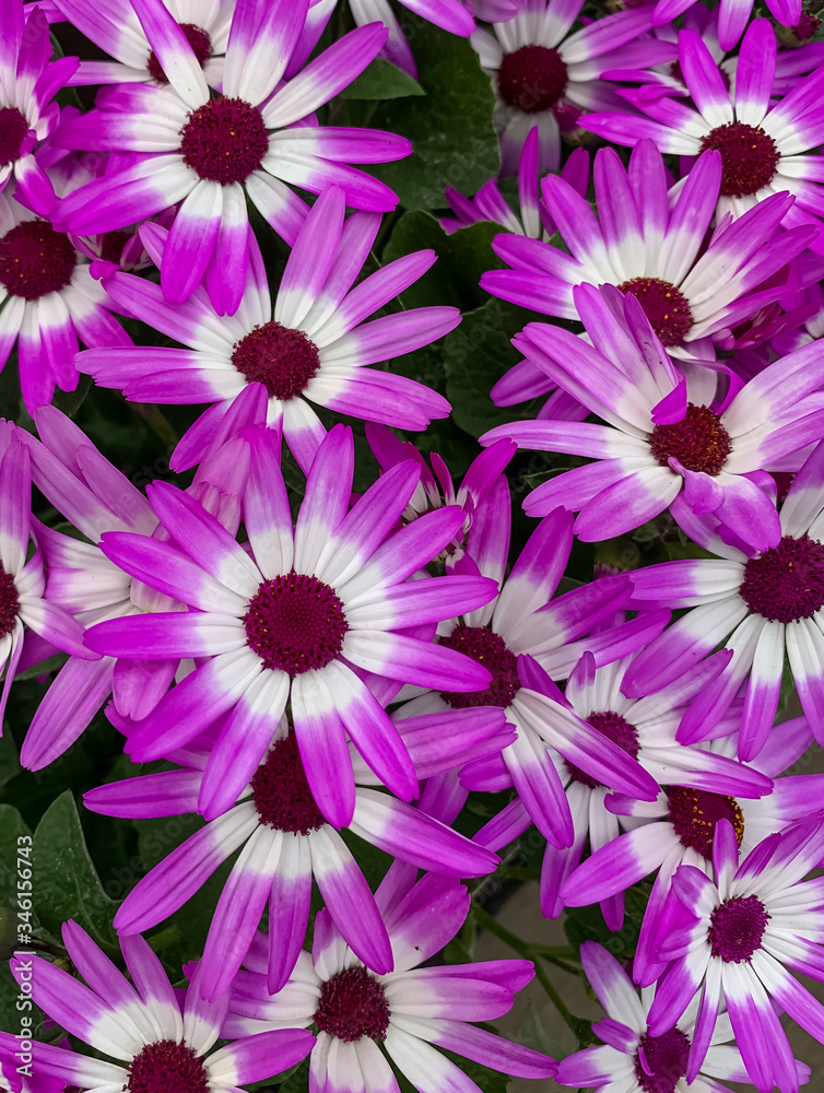 Obraz premium Beautiful purple pericallis flowers, portrait view 