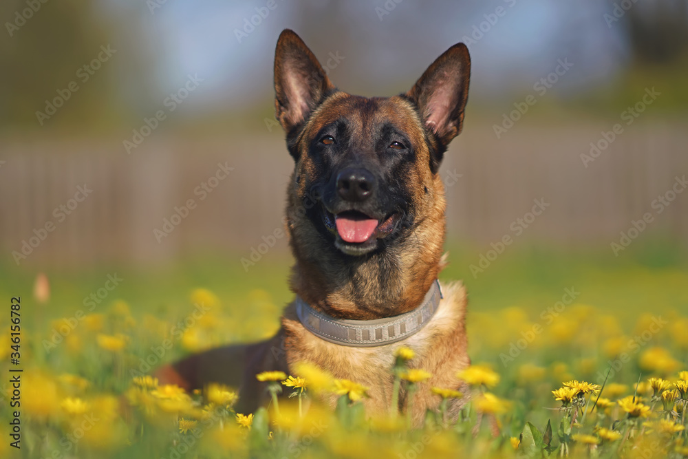 Happy Belgian Shepherd dog Malinois posing outdoors lying down in a green grass with yellow dandelion flowers in spring
