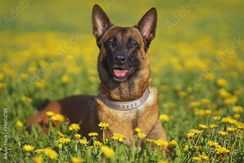 Happy Belgian Shepherd dog Malinois posing outdoors lying down in a green grass with yellow dandelion flowers in spring