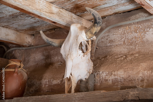 Animal skull in Old Tucson