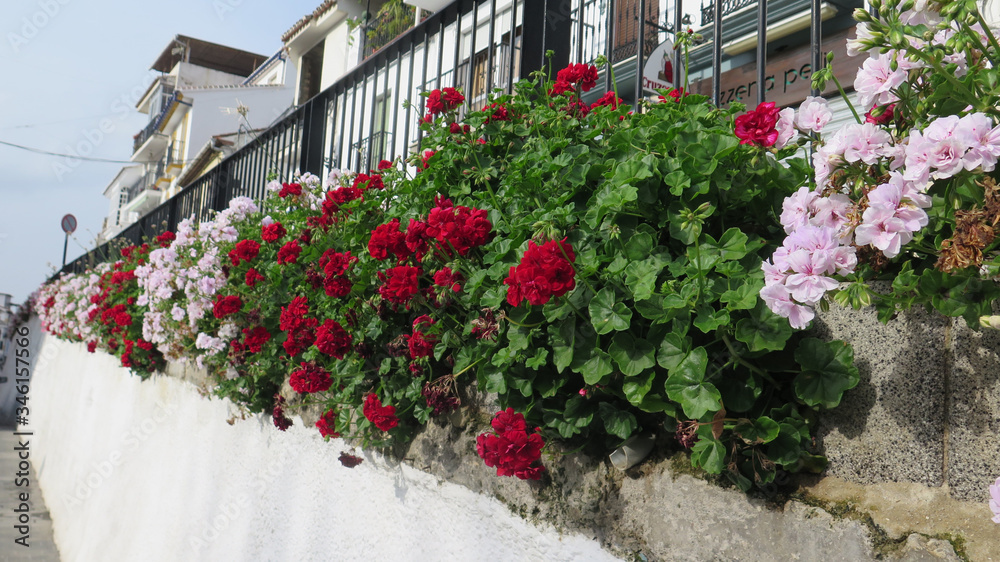 Fototapeta premium Red and white geraniums decorating elevated road side