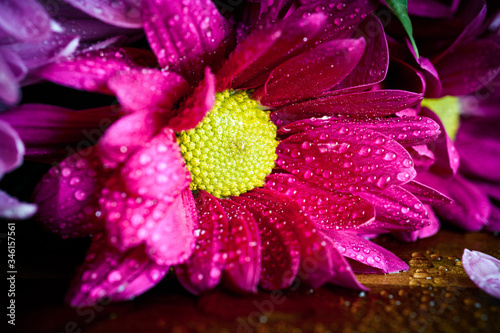 Flowers with water drops, macro