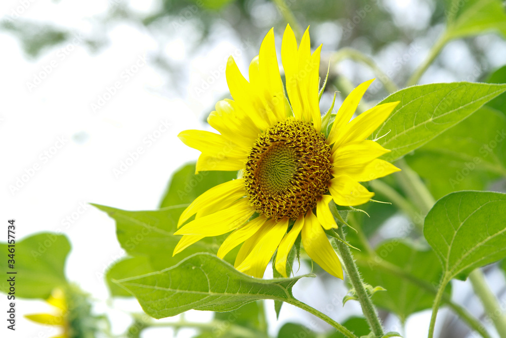 Fototapeta premium sun flower in the garden