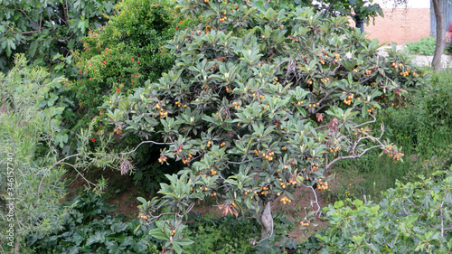 Fruit tree on bank in Andalusian village photo