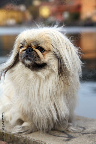 close-up dog breed Pekingese white outside color
