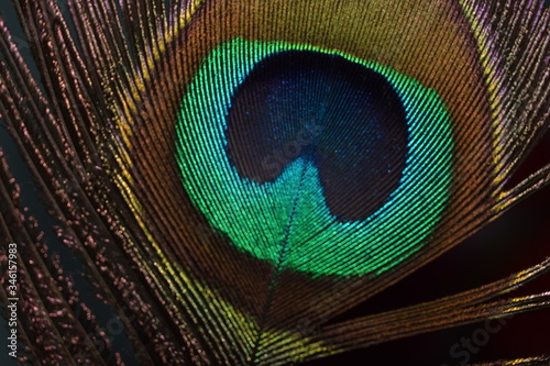 peacock feather background © Tanmay