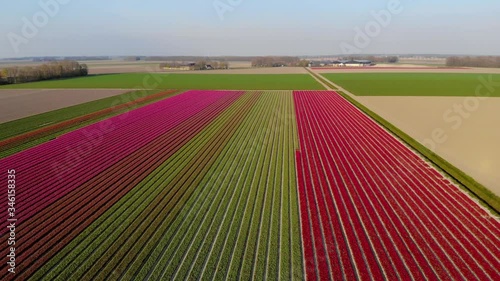 Tulip flower field in the Netherlands Noordoostpolder during sunset dusk Flevolands, colorful lines of tulips photo