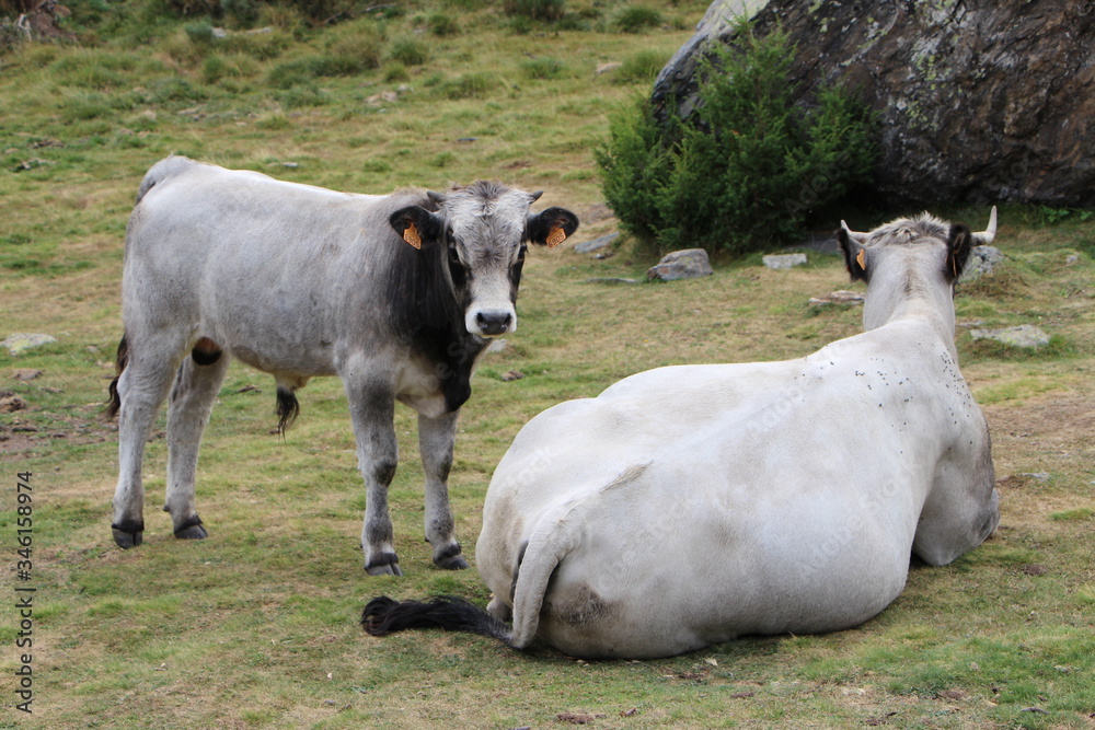 Vacas pastando en alta montaña Vacas pastando en alta montaña