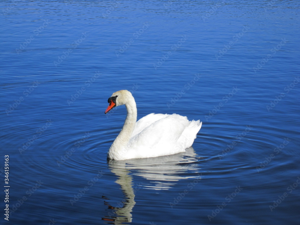 Fototapeta premium Cisne disfrutando de un lago de Noruega