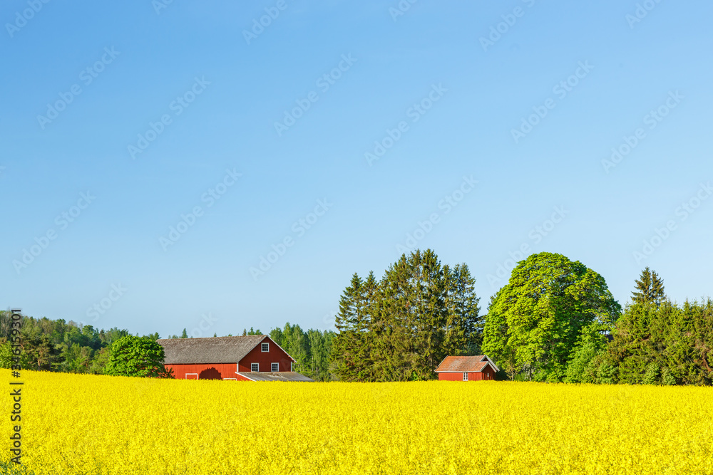 Flowering rapeseed field at a farm with a barn