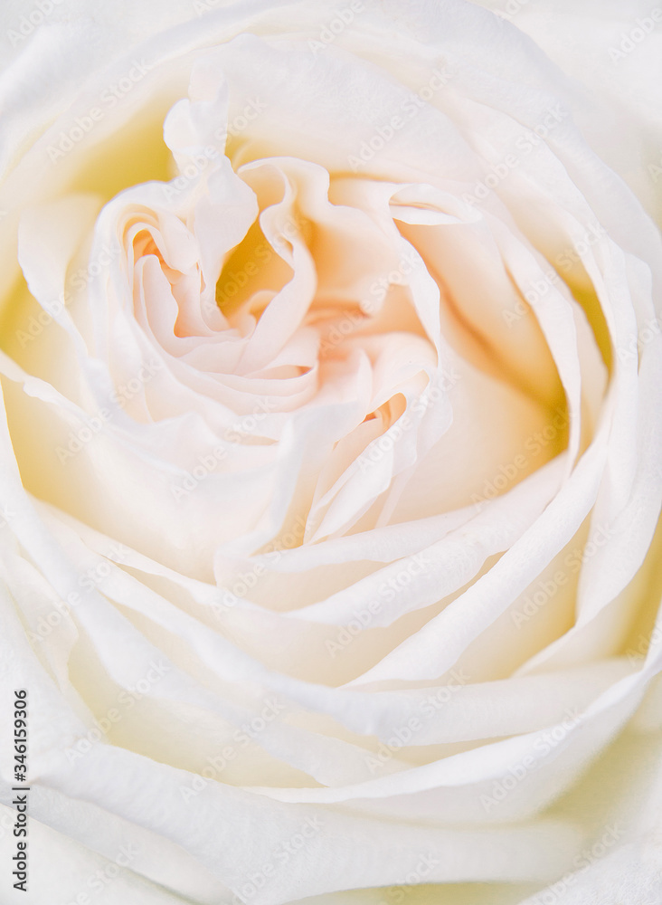 White rose with yellow tint, tender petals close-up, top view White rose with yellow tint, tender petals close-up, top view