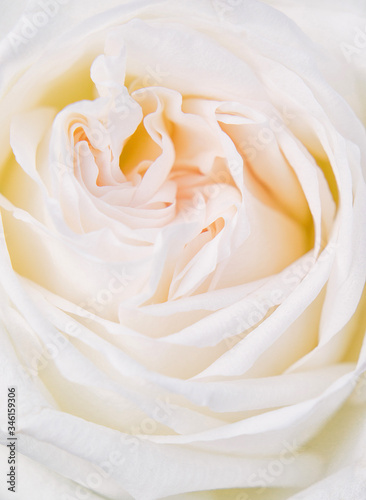 White rose with yellow tint  tender petals close-up  top view