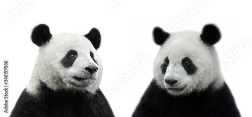 Male and female giant panda bear isolated on white background © wusuowei